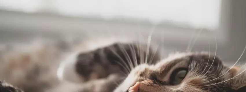 Katzenrasse - Was ist die häufigste Katzenrasse?