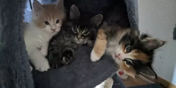Maine Coon Kitten in liebevolle Hände abzugeben ansehen