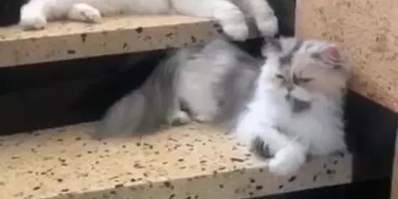 Süße Perser Kitten ansehen