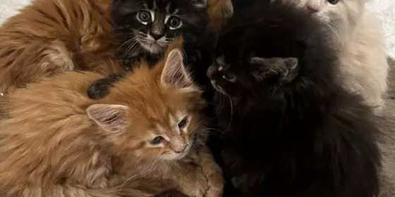 6 Süße Maine Coon kitten abzugeben ansehen